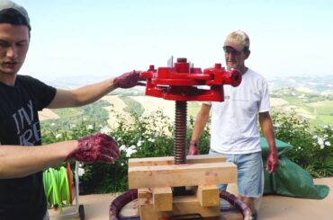 MAKING WINE IN ITALY! The Whole Process