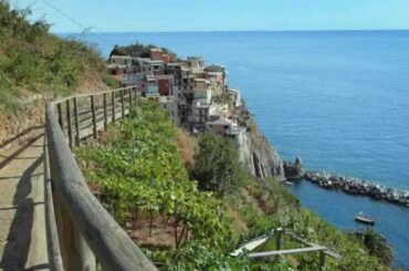 Native Wine Grapes Of Italy