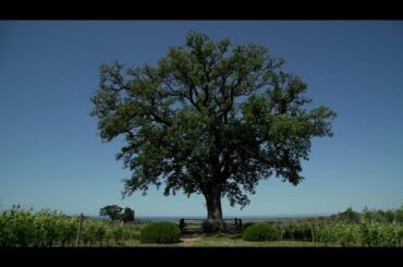 Ornellaia | Italian Wine Producers | Cult Wines