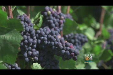 Italian Wine Taking A Hit But It’s Not All Sour Grapes