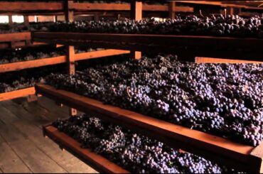 Bertani Wines from Veneto, Italy