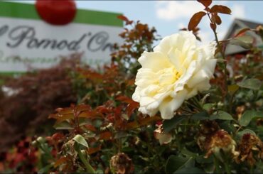 il Pomod'Oro Restaurant & Pizzeria | Southern Connecticut Fine Italian Dining