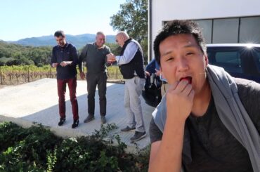 Italian Wine: The Vermentino Competition Sardinia