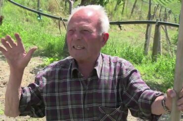 The Italian wine star that came back from oblivion - Angus MacKinnon AFP