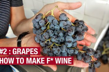 2. Bought 10Kg of Grapes. Now What ? How To Make F* Wine At Home Ep2
