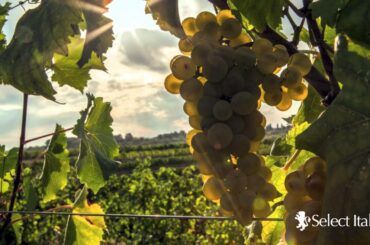 How to Pronounce Italian Wines: Vespa Bianco with Wayne Young