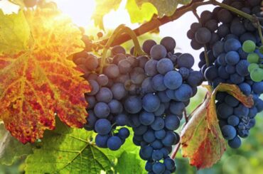 Wines of Italy for beginners # 14 Sardegna