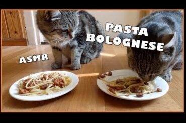 CATS TRY SPAGHETTI PASTA BOLOGNESE | CATS TRY | CAT EATING ITALIAN FOODS ASMR