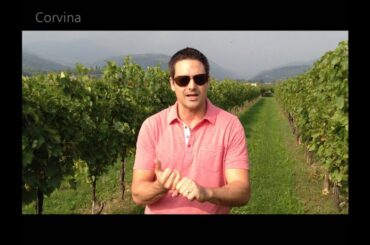 Nick's Wine Journal - Valpolicella, Italy