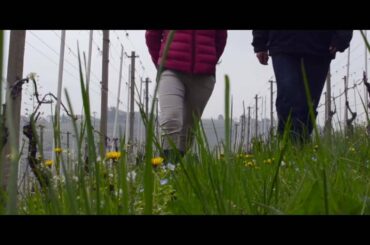 From Vine to Wine, Spring in Piedmont Italy HD