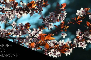 Amore for Amarone: A Springtime Wine-Tasting in Valpolicella, Italy