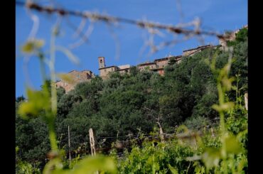Wines of Tuscany & Piedmont : Discovering Brunello, Barolo & Barbaresco