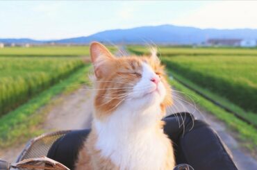 How I Trained My Cats