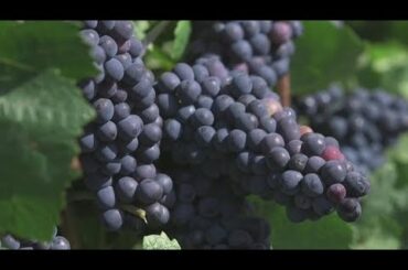 Sour grapes? Major heat wave impacts Italy's wine production