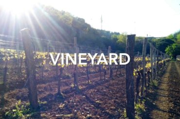 Viticoltura MALVASIA Italian Wine Producer