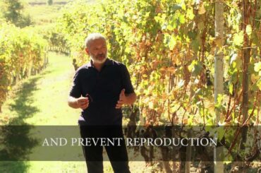 Enzo Boglietti Wines of La Morra, Italy