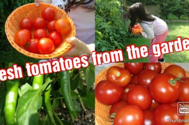 Filipina life in Italy: COOKING CHICKEN HUMBA WITH FRESH TOMATOES