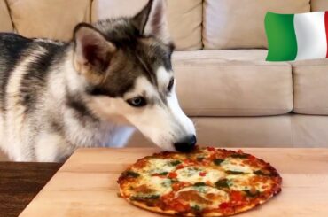Huskies Trying Italian Food | International Food Test Test #3