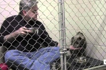 Kind vet eats breakfast in cage with scared rescue dog