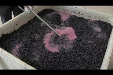 How to Crush Grapes for Wine : Wine Topics