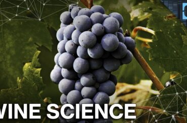 The Science Behind Wine