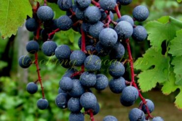 Italy Wine Tours With Cooking Vacations