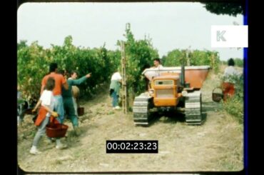 Tuscan Vineyard, Italian Wine, 1980s Italy in HD