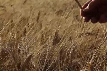 wheat - Make Italy Food