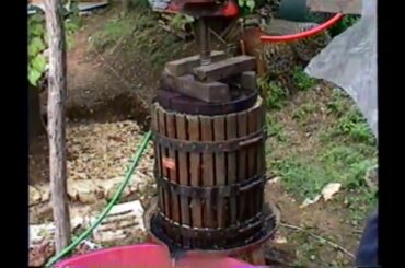 Bensons In Italy - Harvesting Grapes and Making Wine