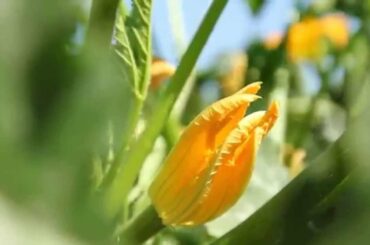 Preserves - Make Italy Food