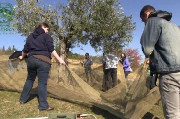 Food Studies Program at the Umbra Institute (Study Abroad in Italy)