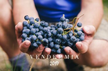Vendemmia 2017 | Corporate Culture Video by Kristina Sabelnikova