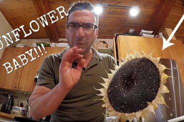 DIY: HARVESTING HOW TO HARVEST AND MAKE YOUR OWN SUNFLOWER SEEDS!!!