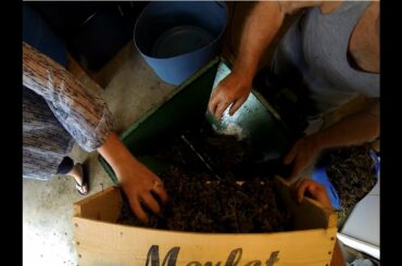 Fare Il Vino (Making wine) Part 1: Italian Traditons in Montreal Canada