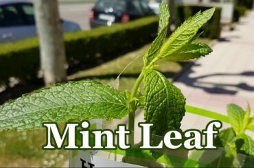 What EXACTLY is Mint Leaf? | All Nigerian Recipes