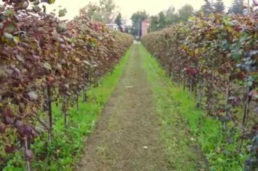 Learning About Lambrusco Wine at Garuti Winery
