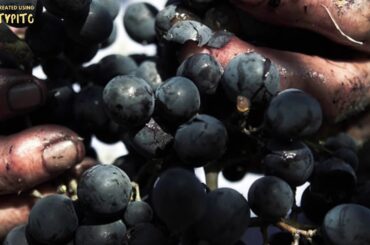 Italy's 24/7 Free Red Wine Fountain