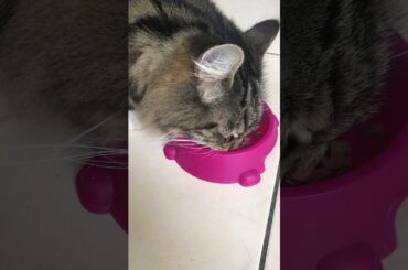 Jasper eating dinner ASMR