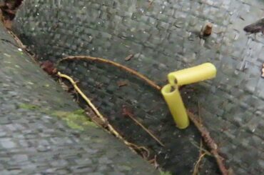 When an ant feels like eating Italian food