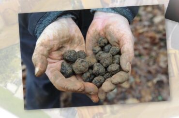 Join us for a Northern Italian Wine Trip this November 2107