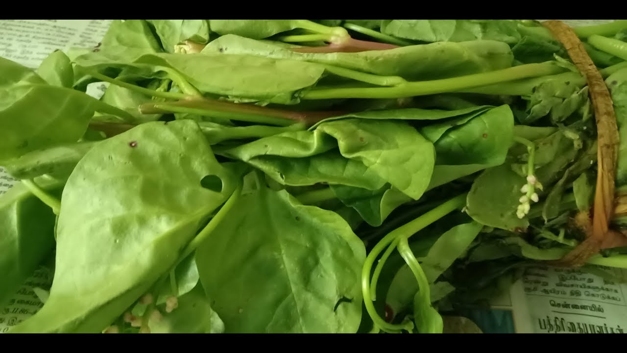 பசலைக்கீரை கடையல் – Virgin Foods – Authentic Indian, Continental, Chinese, Italian Cuisine Recipes பசலைக்கீரை கடையல் - Virgin Foods - Authentic Indian, Continental, Chinese, Italian Cuisine Recipes