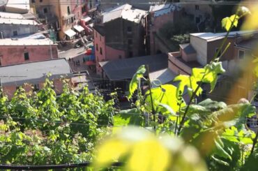 Vernazza Vineyard: Best Glass of Wine in Cinque Terre