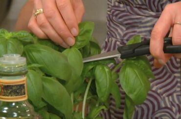 Fresh Basil Pesto Recipe