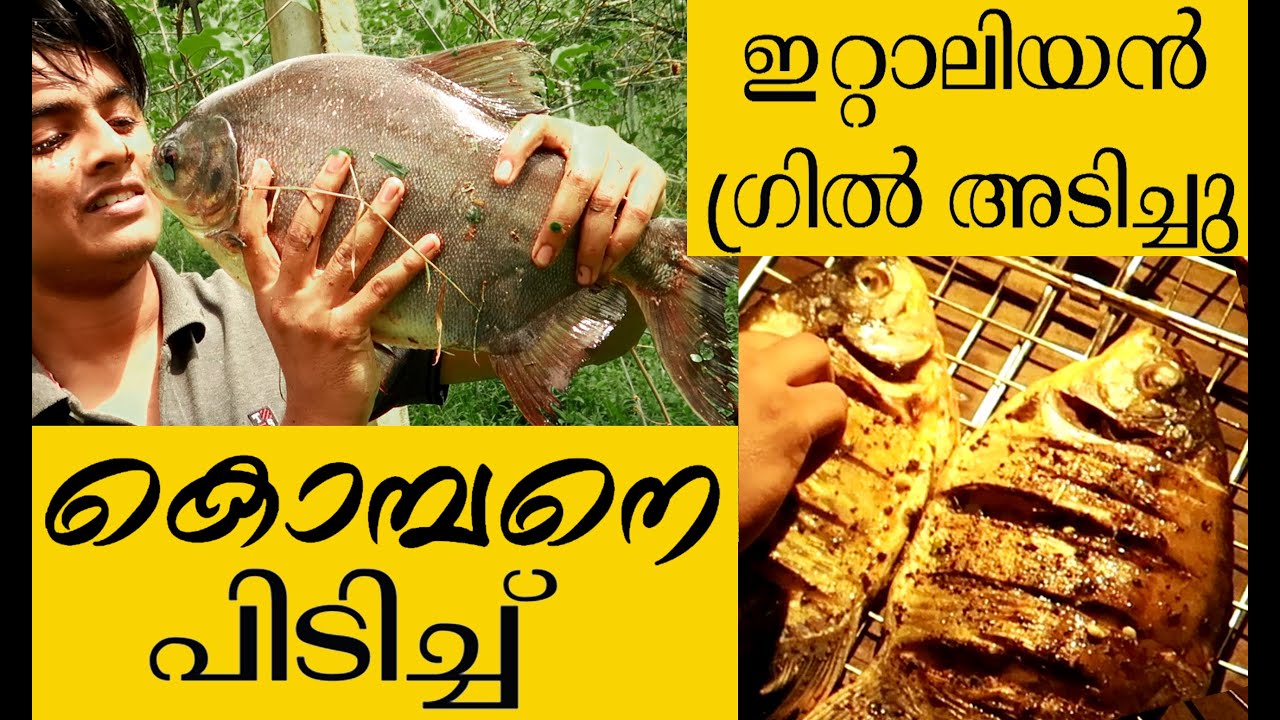 കൊമ്പനെ പിടിച്ച് ഇറ്റാലിയൻ ഗ്രിൽ അടിച്ചു | Primitive Fishing & Cooking (Italian Grilled Fish) കൊമ്പനെ പിടിച്ച് ഇറ്റാലിയൻ ഗ്രിൽ അടിച്ചു | Primitive Fishing & Cooking (Italian Grilled Fish)