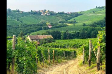 Italy's Barolo Wine Region