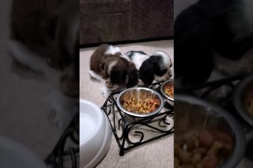 Emma & Enzo's 1st meal in new home 🐶🏡