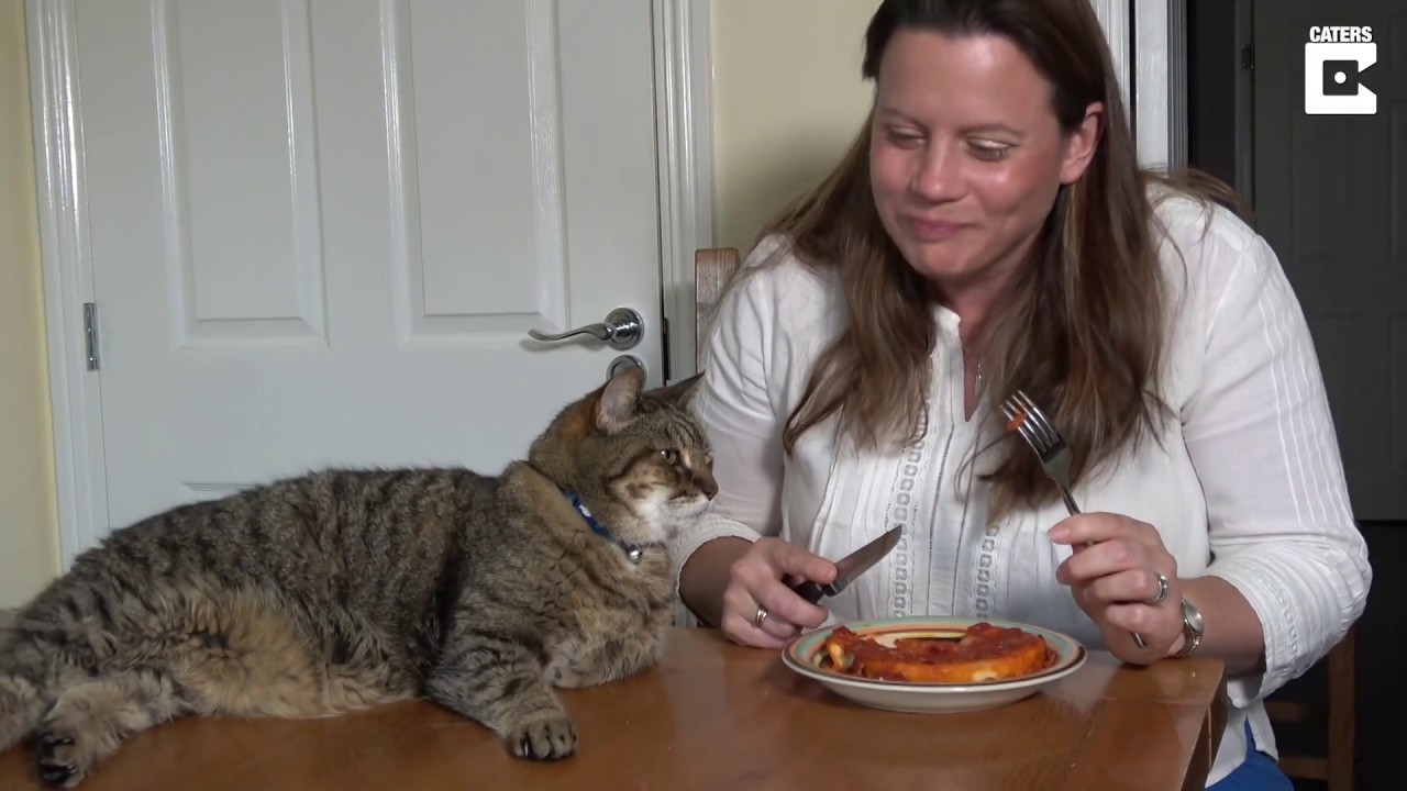 Cat Cured After Craving Italian Food Cat Cured After Craving Italian Food
