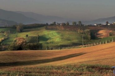 Oltrepò Pavese - Wine region - Italy