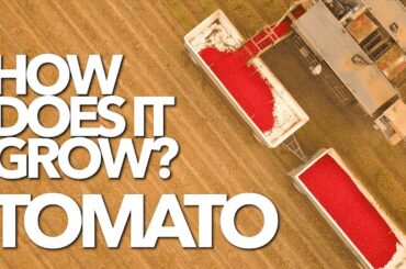 TOMATO | How Does it Grow?