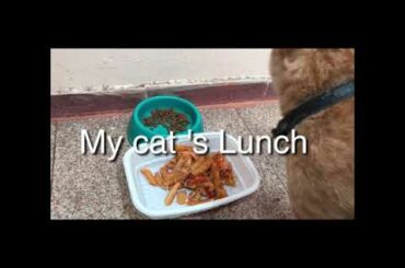 1st time cat is eating Italian food